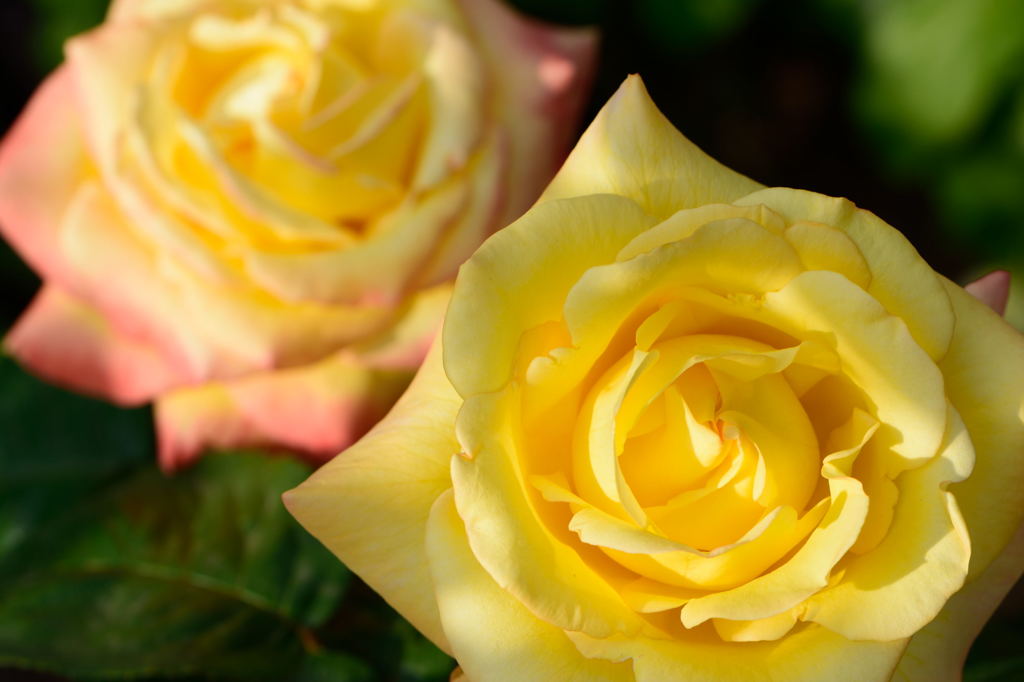 薔薇　ペール　ギュント