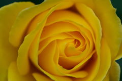薔薇　伊豆の踊子