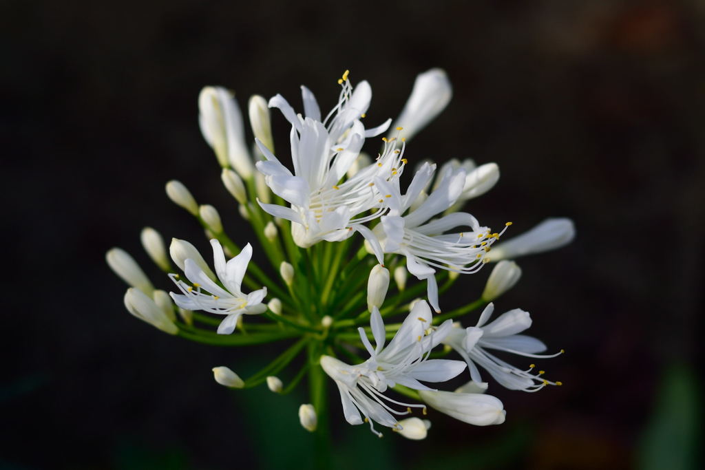 冬のアガパンサス