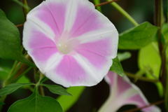 曜白アサガオ　ピンク