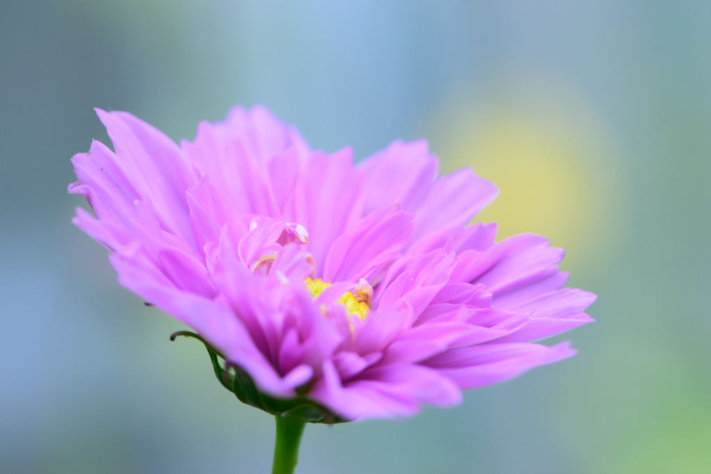秋桜　ダブルクリック　ローズボンボン