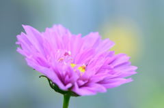 秋桜　ダブルクリック　ローズボンボン