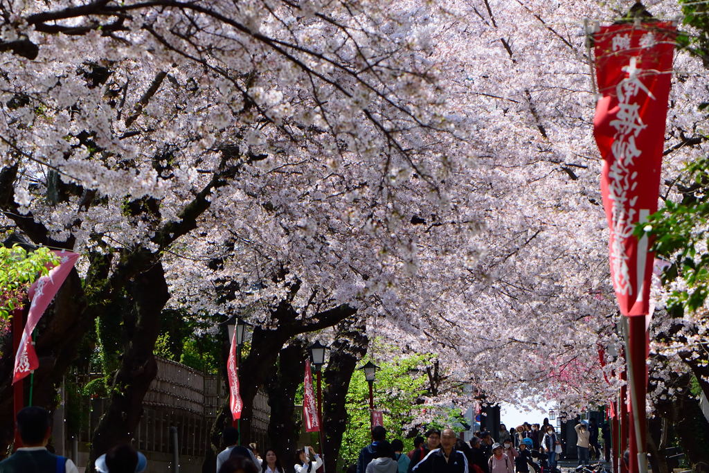 中山法華経寺参道　１