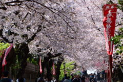 中山法華経寺参道　１