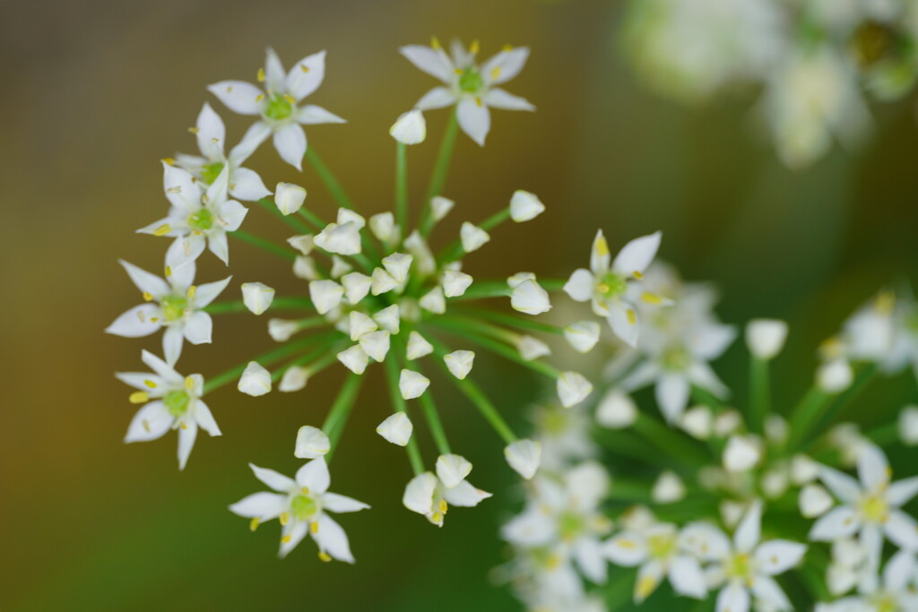 ニラの花　２