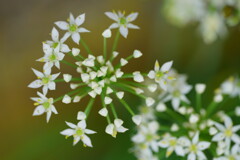 ニラの花　２