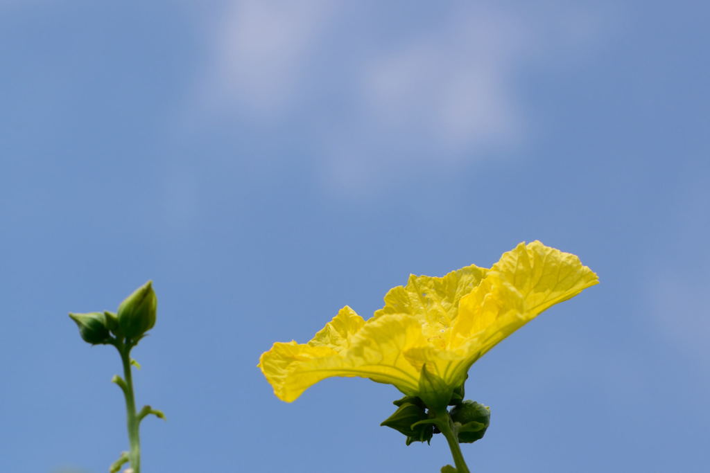 ヘチマの花