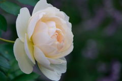 薔薇　レッチフィールド・エンジェル