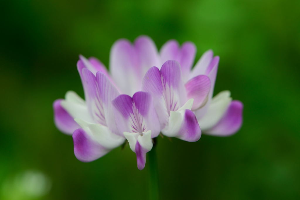 蓮華