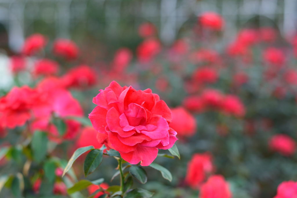 薔薇　ストロベリークラッシュ　２