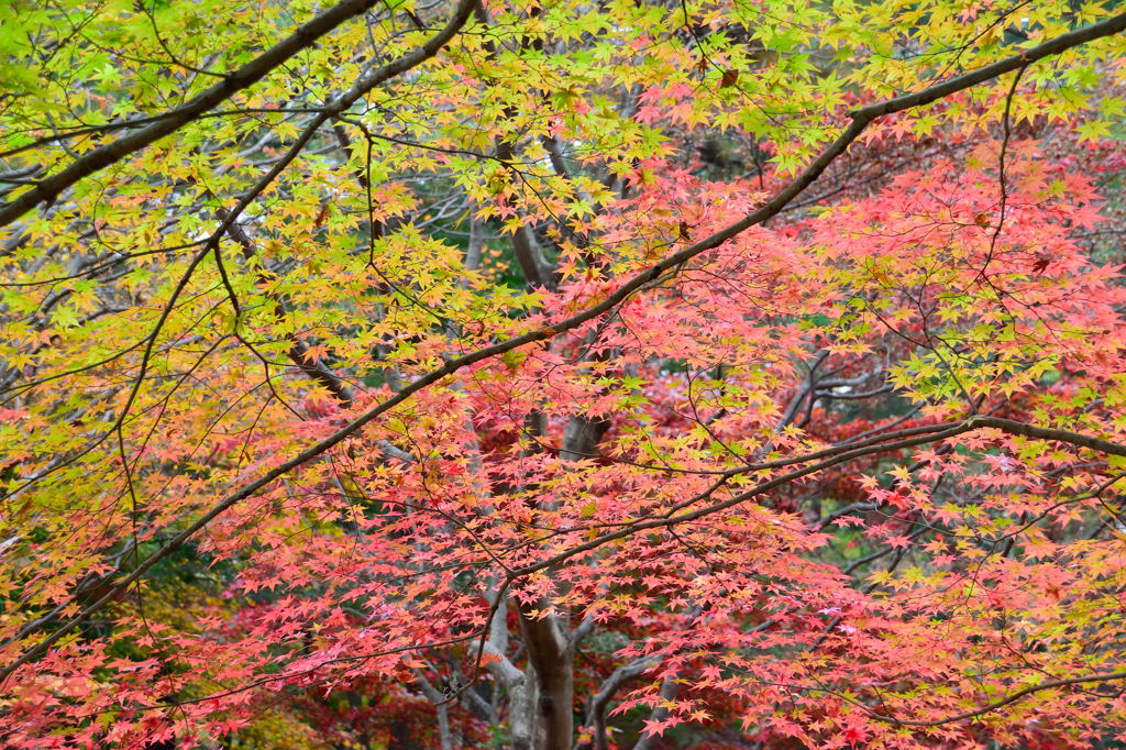 森林公園の紅葉　ハーフハーフ