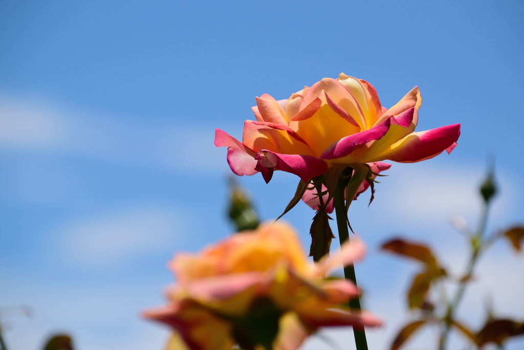 薔薇　朝雲　２