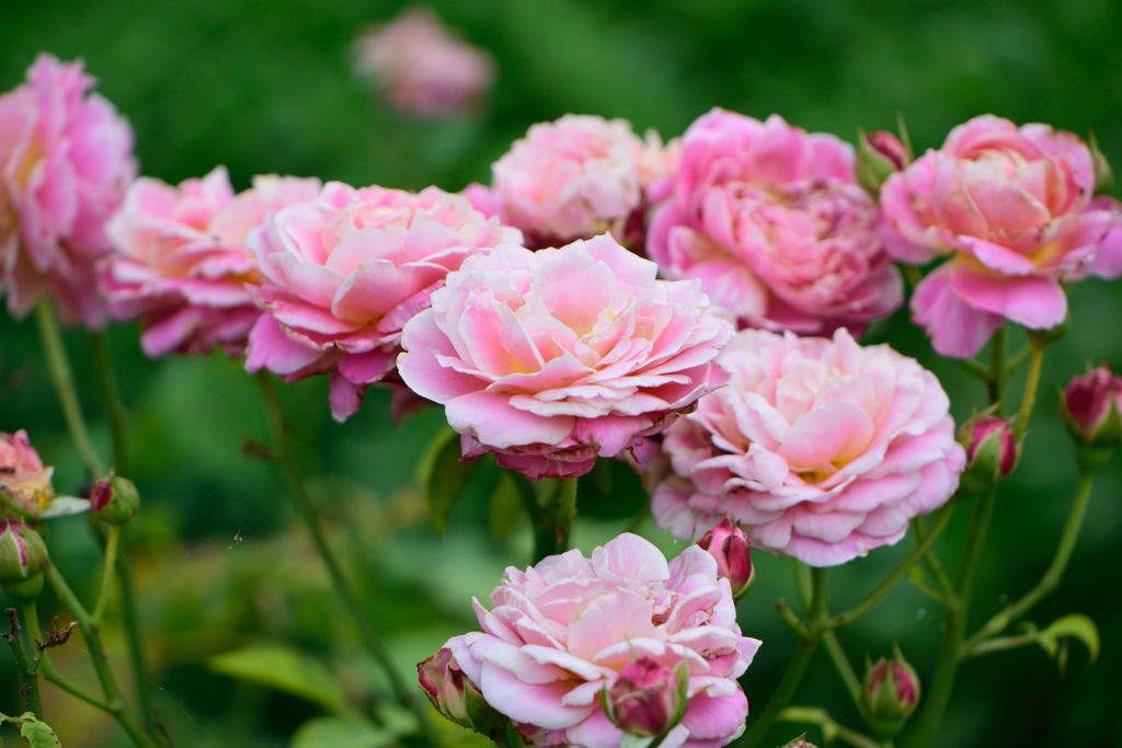 バラ　クロード・モネ