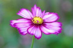 秋桜　フィジーローズ　ピコティ