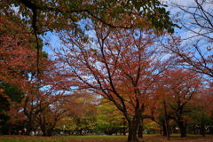 谷津公園