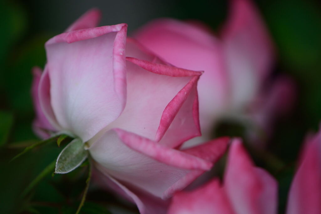 薔薇　桜霞