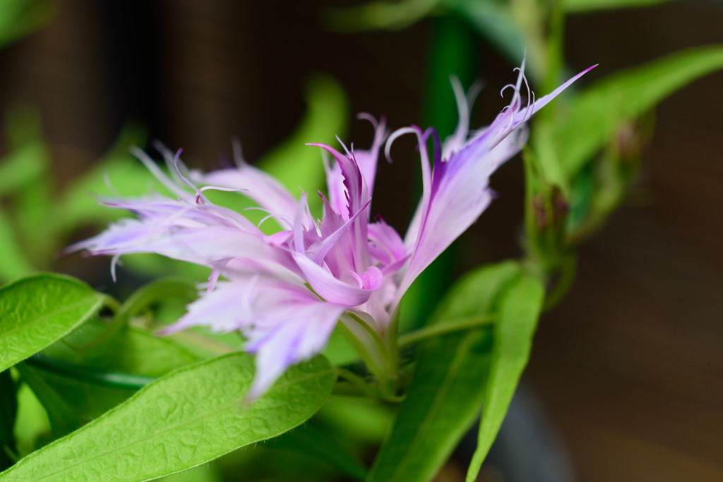 名札がなぁ～～～い！