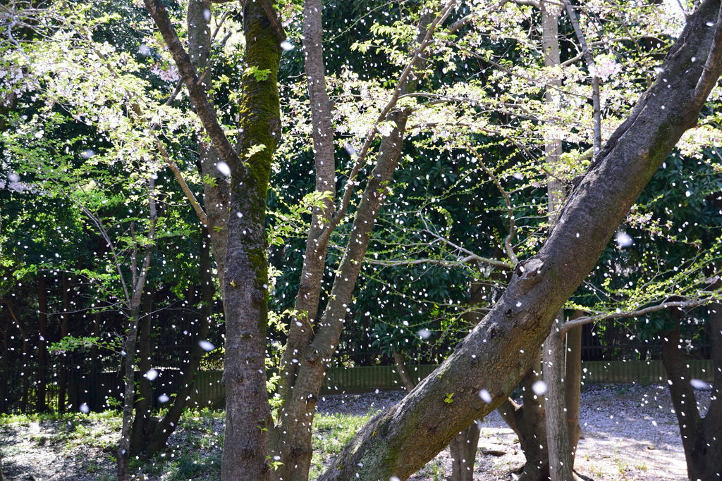 千葉公園　桜吹雪