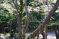 千葉公園　桜吹雪