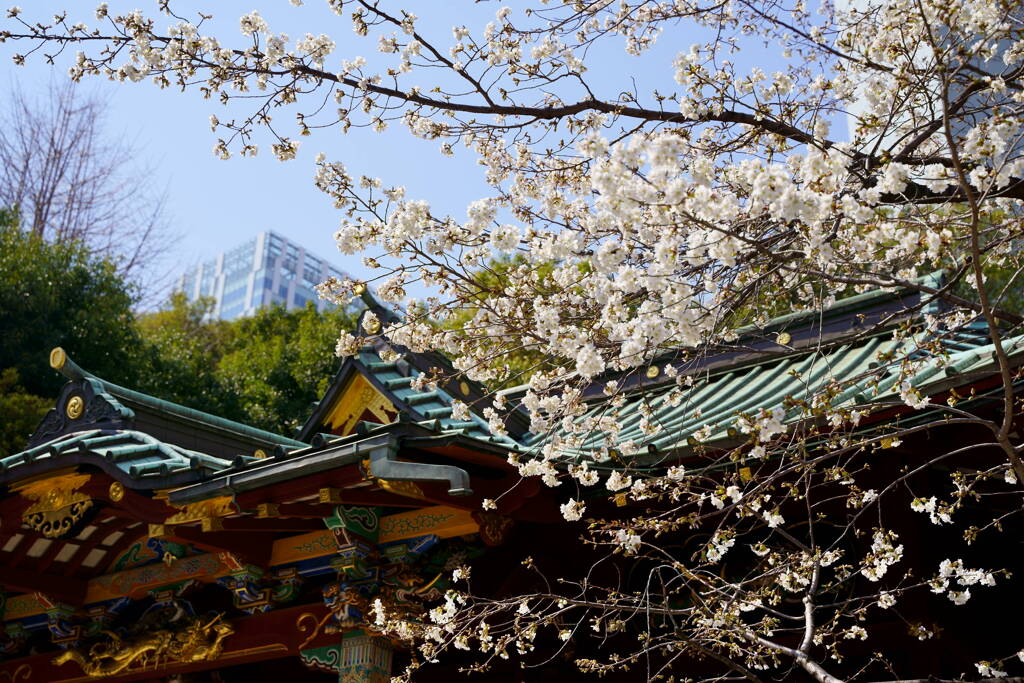 金王桜　１