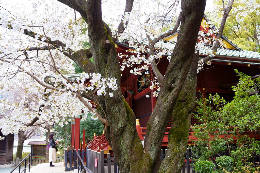 金王桜　３