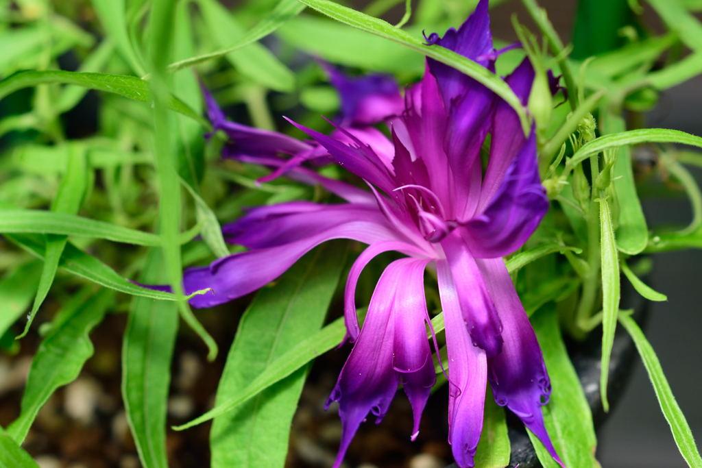 朝顔　黄弱渦柳葉　紫撫子采咲牡丹