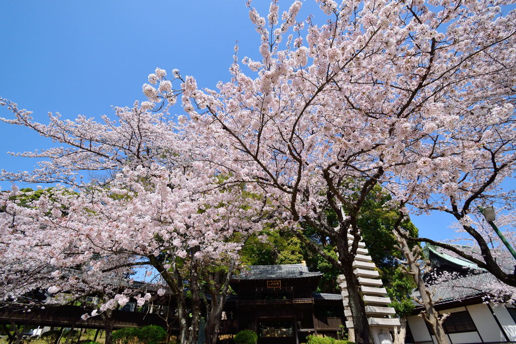 中山法華経寺　宝殿門