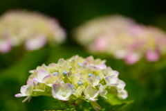 紫陽花　色づく
