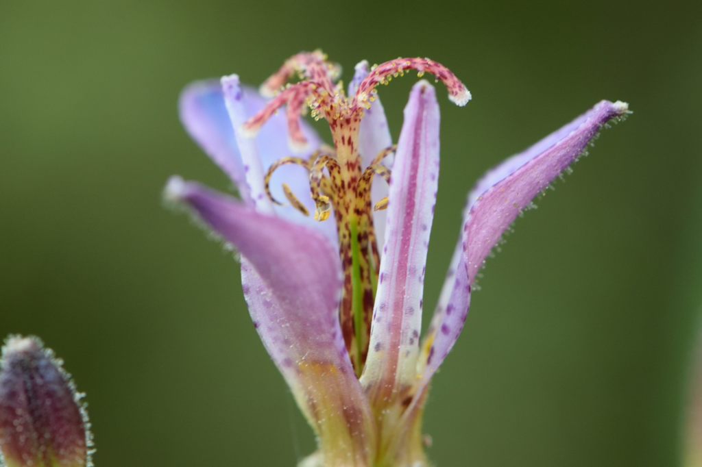 タイワンホトトギス