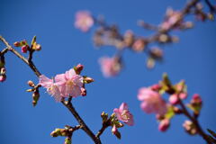 河津桜　さくら公園