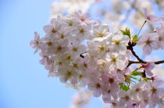 桜　10
