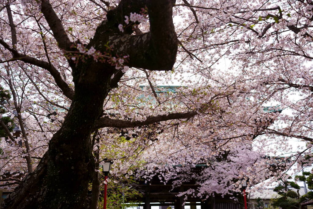 中山法華経寺　赤門