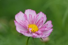 秋桜　レッドイリュージョン　2