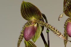 蘭　パフィオペデラム