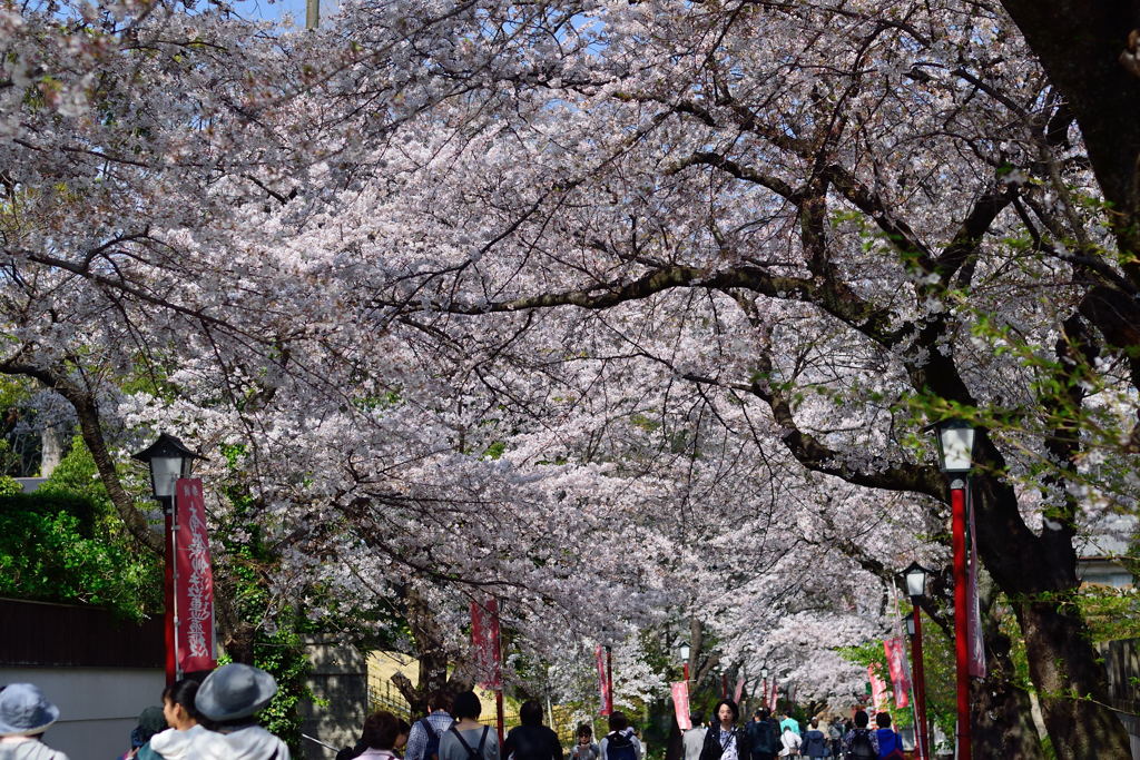 中山法華経寺参道　１