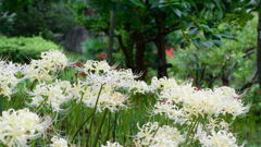 白花曼珠沙華　群生