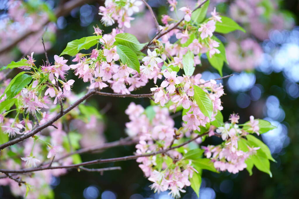 冬桜　３