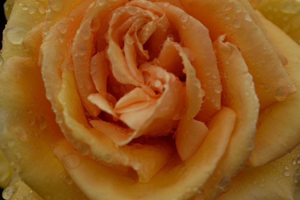 雨上がりの薔薇たち