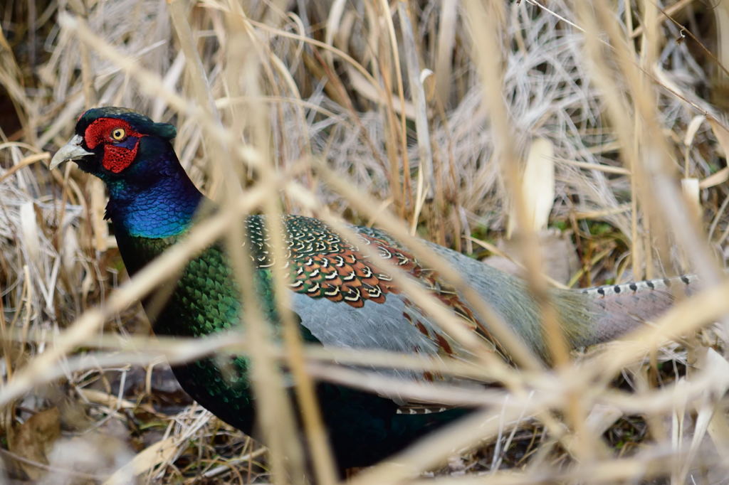 雉　まだいました