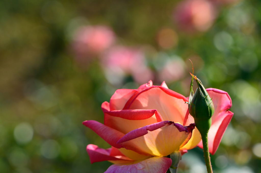 薔薇　マスコット７７　横