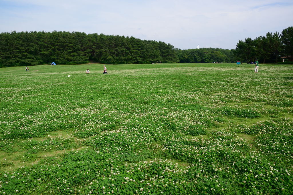 白詰草の広場