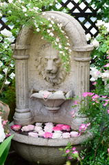 ファンケル　ライオン