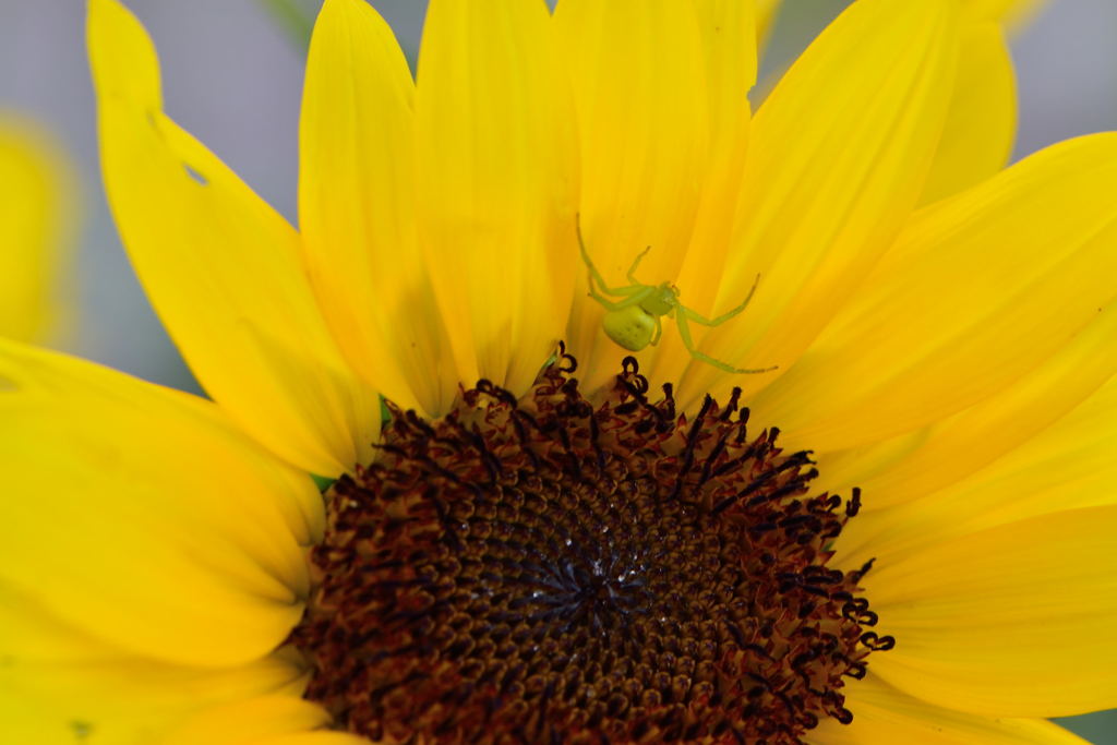 モネパレット　１０