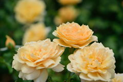 薔薇　アンゲリカ