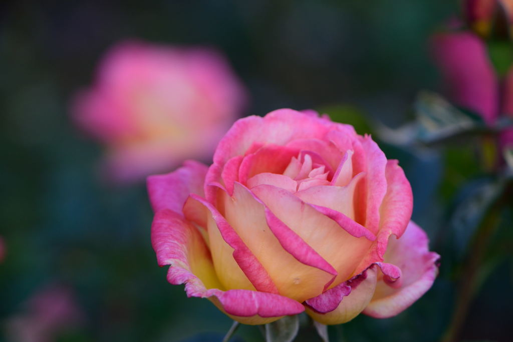 薔薇　マスコット７７