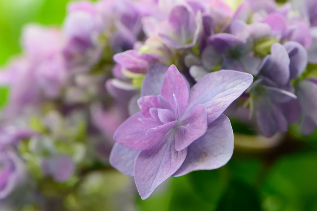 あじさいマクロ　八重