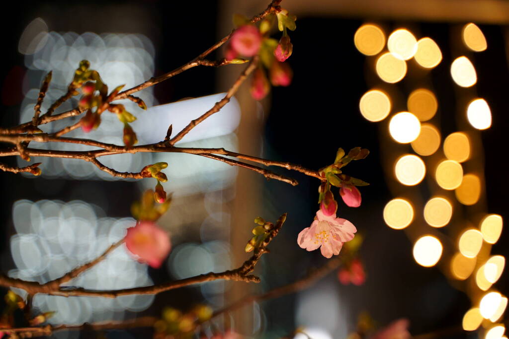 河津桜　２