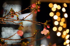 河津桜　２