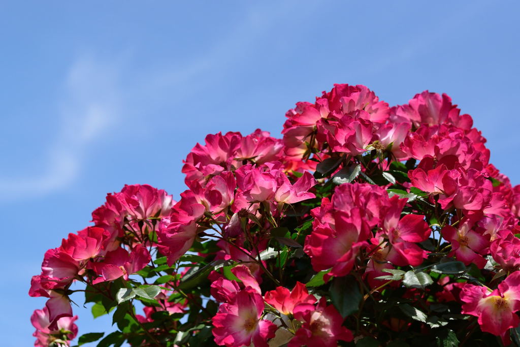 薔薇　カクテル