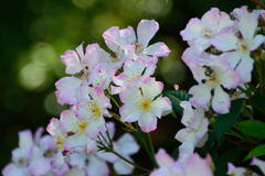 薔薇　サクラバラ